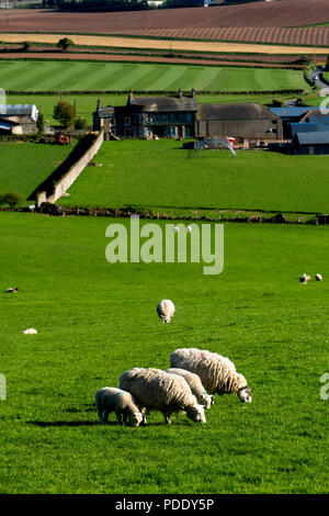 Le pâturage des moutons et des champs labourés au début du printemps Banque D'Images
