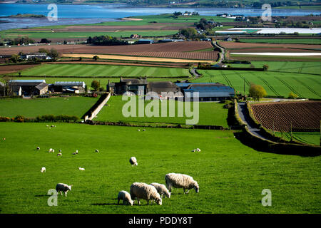 Le pâturage des moutons et des champs labourés au début du printemps Banque D'Images