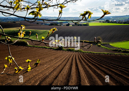 Champs Labourés au début du printemps Banque D'Images