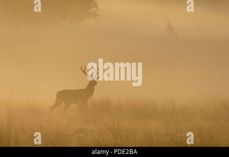 Red Deer Stag Richmond Park, Royaume-Uni Banque D'Images