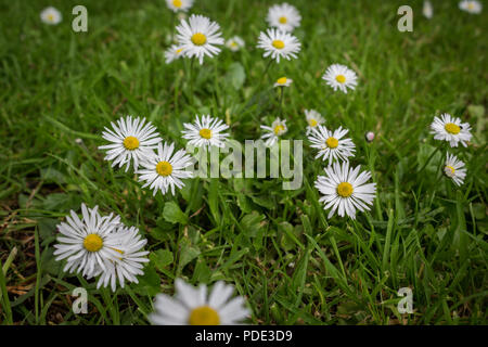 Daisy's et croissante en fleurs à travers un tapis d'herbe. Banque D'Images