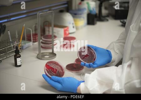 Le sergent de l'US Air Force. Renee Delgado, 18e Groupe médical Technicien de laboratoire, traite les plaques avec des échantillons de bactéries dans le sang le 14 mai 2018, à Kadena Air Base, au Japon. Les techniciens de laboratoire tester différents types de bactéries dans les petites plaques. Une fois que les bactéries commencent à se multiplier, il est connu comme une "culture". Banque D'Images