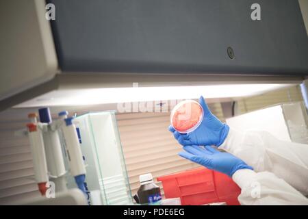 Le sergent de l'US Air Force. Renee Delgado, 18e Groupe médical Technicien de laboratoire, traite les plaques avec des échantillons de bactéries dans le sang le 14 mai 2018, à Kadena Air Base, au Japon. Différents types de tests sont effectués par le laboratoire, allant de l'angine streptococcique à différents types de maladies du sang. Banque D'Images