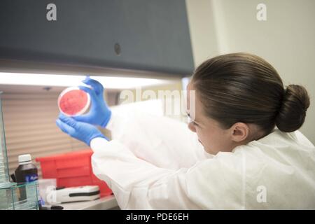 Le sergent de l'US Air Force. Renee Delgado, 18e Groupe médical Technicien de laboratoire, traite les plaques avec des échantillons de bactéries dans le sang le 14 mai 2018, à Kadena Air Base, au Japon. Le laboratoire est destiné à fournir aux médecins des informations de diagnostic plus précis que ce qui peut être déterminé par des symptômes de base. Banque D'Images