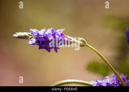 Lavande Fernleaf fleur sur fond naturel Banque D'Images