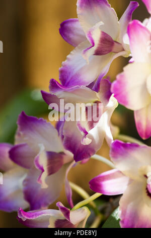 (Orchidée Dendrobium nobile) en fleurs sur un arbre Banque D'Images