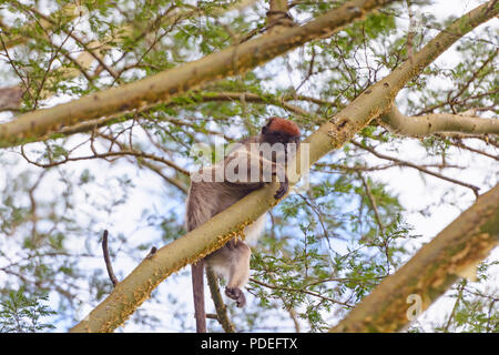 Singe Colobus rouge dans un arbre dans le sanctuaire des zones humides Bigodi Banque D'Images