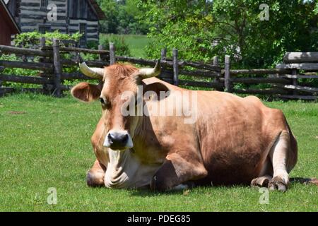 Vache mâle pose dans l'herbe Banque D'Images