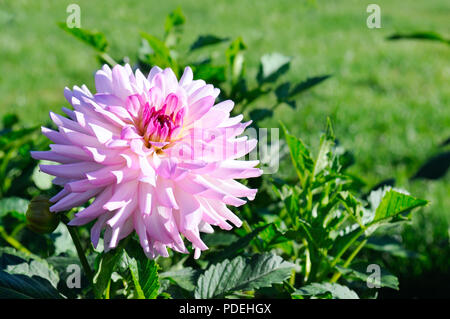 Dahlia sur fond de fleurs. L'accent sur fleur. Profondeur de champ Banque D'Images
