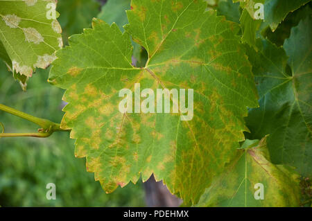 Plasmopara viticola ou mildiou apparaît sur feuilles de vigne comme une tache huileuse pâle sur la face extérieure de la feuille. Banque D'Images