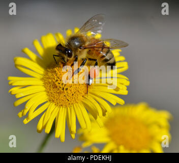 Une abeille butiner sur vergerette commun Banque D'Images