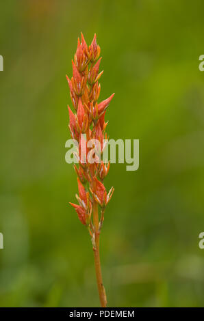 Bog Asphodel, Wildflower Banque D'Images