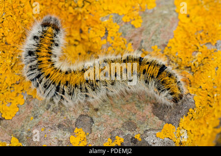 Grass Eggar Moth Caterpillar Banque D'Images