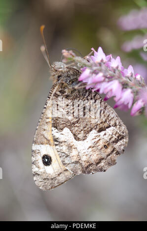 Papillon de l'ombre se percher sur Cornish Heath Heather Banque D'Images