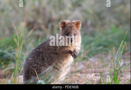 Quokka (Chrysocyon brachyurus) à l'état sauvage, Rottnest Island, Australie de l'Ouest Banque D'Images