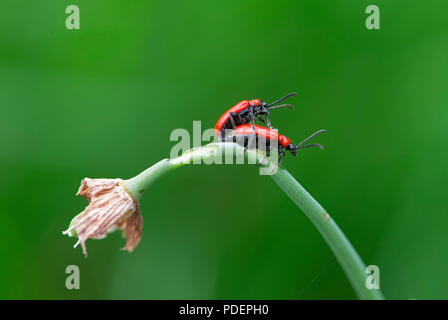 Le Cardinal Beetle : Pyrochroa coccinea. Paire d'accouplement. Surrey, UK. Avril. Banque D'Images