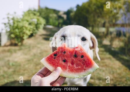 Rafraîchissement d'été sur l'arrière-cour. Close-up of hand holding watermelon contre curieux chien (labrador retriever). Banque D'Images