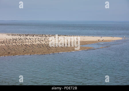 Huîtrier pie sur l'île Amrum, Frise du Nord, Schleswig-Holstein, Allemagne, Europe Banque D'Images