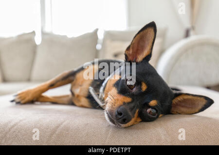 Mignon femelle Chihuahua chien détente à la maison sur le canapé Banque D'Images