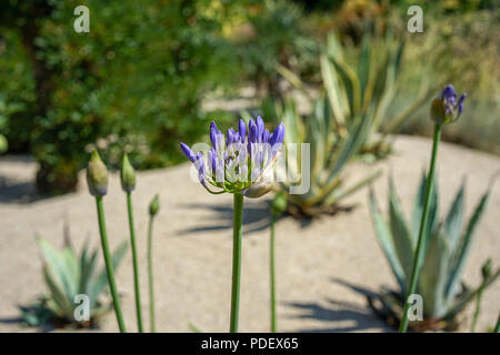 African lily, Bud et capitule, Agapanthus praecox en provenance d'Afrique du Sud Banque D'Images