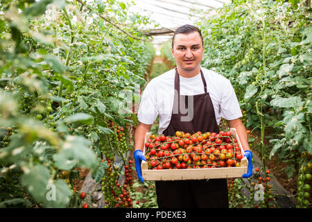 Jeune homme de récolte récolte travailleur tomates cerise à émissions de Banque D'Images