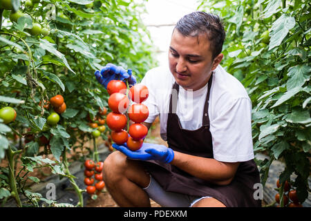 Man's hands holding fresh outdoor tomates rouges sur fond d'herbe verte qui devait recueillir sur une serre Banque D'Images