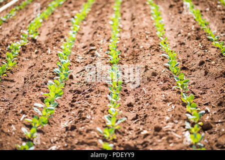 Les jeunes poireaux ou oignons verts dans le champ ou le jardin, de l'agriculture, de l'agriculture, les légumes, les produits agricoles respectueux de l'environnement, l'agro-industrie, à proximité- Banque D'Images