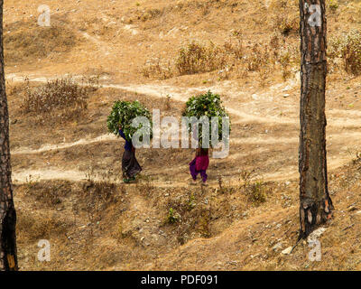 Womans Indiens transportant des aliments pour bétail sur leurs têtes sur la route forestière à deux kilomètres du village de Kala Agar Kumaon Hills, Banque D'Images