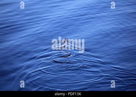 La couleuvre d'une piscine est illustré dans le Nord Flowage Lake le 15 mai 2018, à Fort McCoy, Wisconsin (Etats-Unis) Plusieurs espèces de serpents sont trouvés sur l'installation. Gestion de la faune à Fort McCoy est complétée par la Direction des travaux publics Division de l'Environnement Direction générale des ressources naturelles. Banque D'Images
