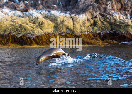 Un jeune lion de mer de Californie Zalophus californianus, tangage, près de Isla San Pedro Martir, Baja California, Mexique. Banque D'Images