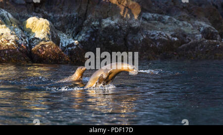 Une jeune otarie de Californie, Zalophus californianus, près de marsouinage Ile San Pedro Martir, Baja California, Mexique. Banque D'Images