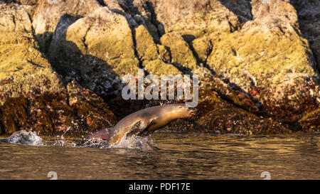 Un jeune lion de mer de Californie Zalophus californianus, tangage, près de Isla San Pedro Martir, Baja California, Mexique. Banque D'Images