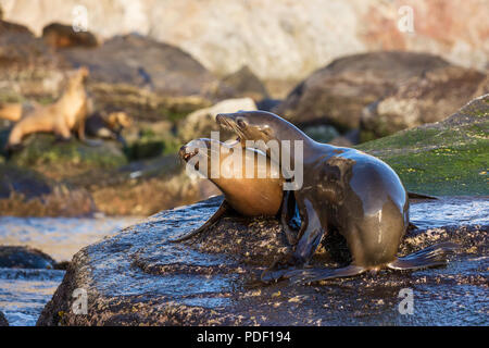 Les jeunes, l'otarie de Californie Zalophus californianus, des simulations de combats, Isla San Pedro Martir, Baja California, Mexique. Banque D'Images