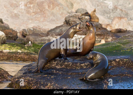 Les jeunes, l'otarie de Californie Zalophus californianus, des simulations de combats, Isla San Pedro Martir, Baja California, Mexique. Banque D'Images