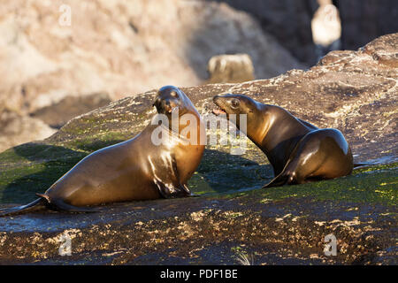 Les jeunes, l'otarie de Californie Zalophus californianus, des simulations de combats, Isla San Pedro Martir, Baja California, Mexique. Banque D'Images