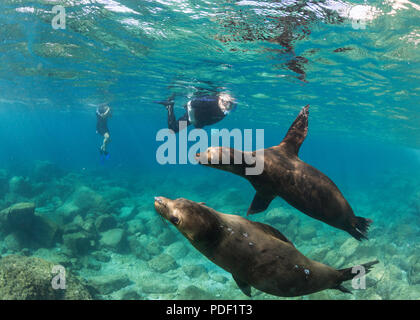 L'otarie de Californie ludique, Zalophus californianus, sous l'eau avec snorkeler au couple sitting in Beach Chairs, BCS, Mexico. Banque D'Images