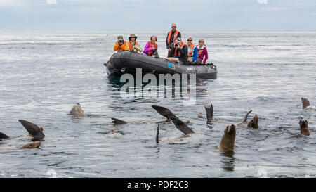 Les lions de mer de Californie Zalophus californianus, thermorégulation, près de Isla Rasa, Baja California, Mexique. Banque D'Images