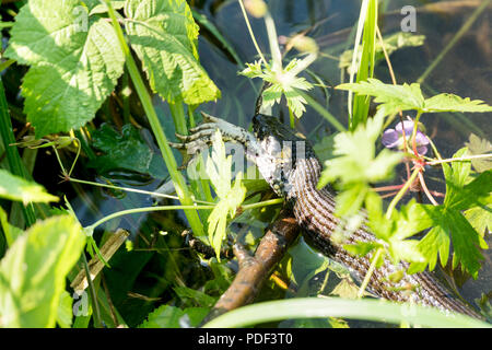 Serpent avalant une grenouille dans un étang parmi les plantes Banque D'Images