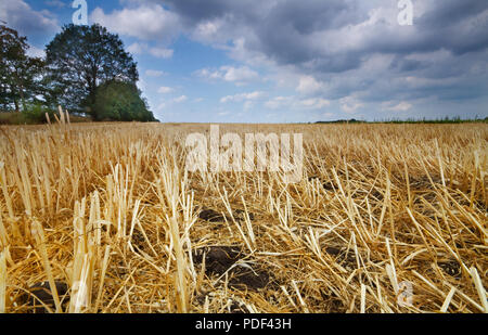 Paysage rural sous ciel bleu avec des nuages, les chaumes de maïs laissés sur le champ après la récolte du grain Banque D'Images