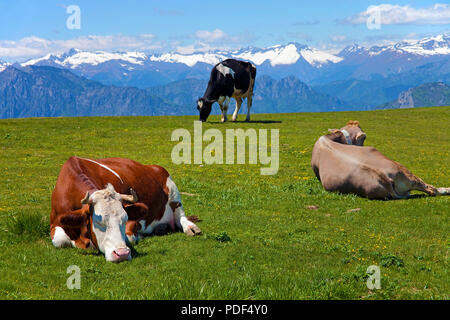 Vaches laitières sur sommet du Monte Baldo massif, Malcesine, province de Vérone, Lac de Garde, Lombardie, Italie Banque D'Images