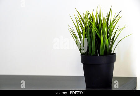 L'agropyre vert frais de plus en plus pot en béton. Banque D'Images