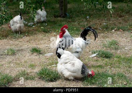 Light Sussex poules, Old Rectory Farm, Sheldon Country Park, Birmingham, UK Banque D'Images