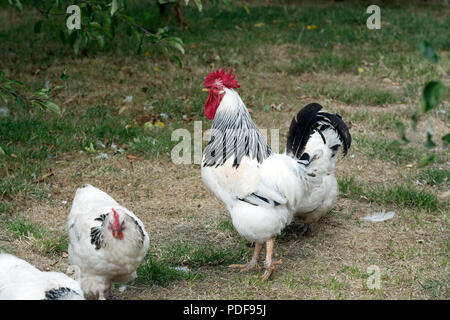 Light Sussex poules, Old Rectory Farm, Sheldon Country Park, Birmingham, UK Banque D'Images