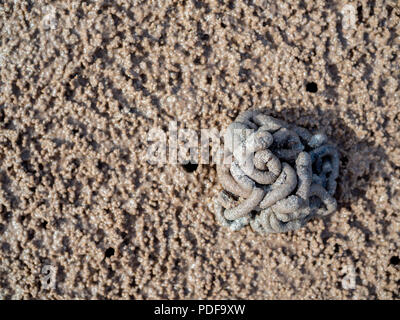 L'empreinte du crabe, un tas de sable de trou de crabe crabe et sur le sable sur la plage texture de fond Vue d'en haut. Banque D'Images