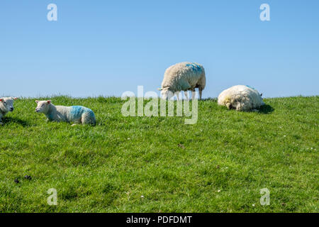 Maintenir l'herbe courte des moutons sur le dessus de la digue. Banque D'Images
