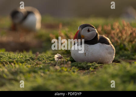 Un repos de macareux entouré de feuillage sur l'île de skomer , Pays de Galles Banque D'Images