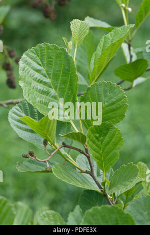 Les jeunes feuilles de l'aulne, Alnus glutinosa, sur l'arbre au printemps, Berkshire, Mai Banque D'Images