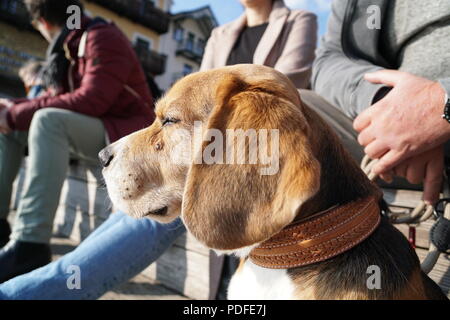 Chien sur un lac Banque D'Images