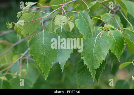 Les jeunes feuilles de bouleau argenté, Betula pendula, au printemps, dans le Berkshire, Mai Banque D'Images