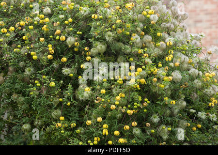 Clématites tangutica clématite, or, la floraison et l'ensemencement sur une porte de jardin et d'une haie de conifères, Berkshire, Septembre Banque D'Images
